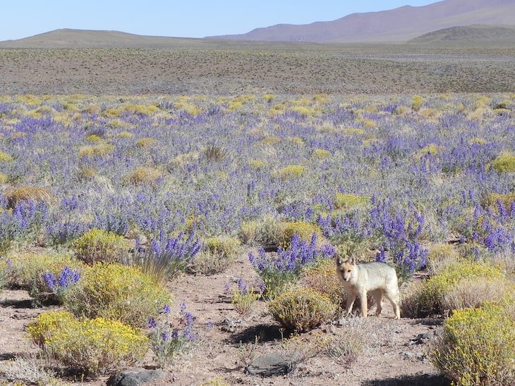 deserto do atacama florido com uma raposa